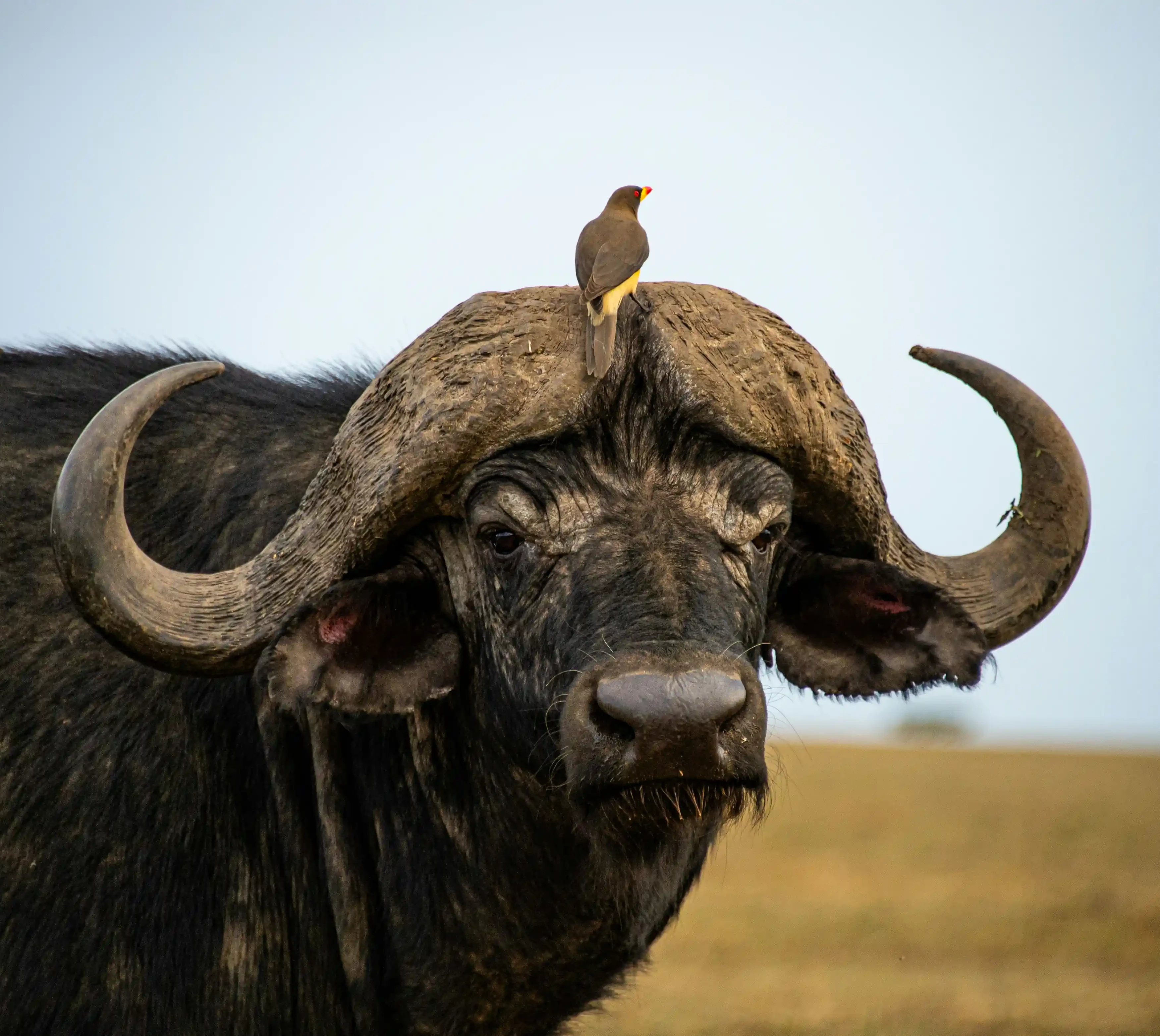 3-Day Tanzania Camping Safari
