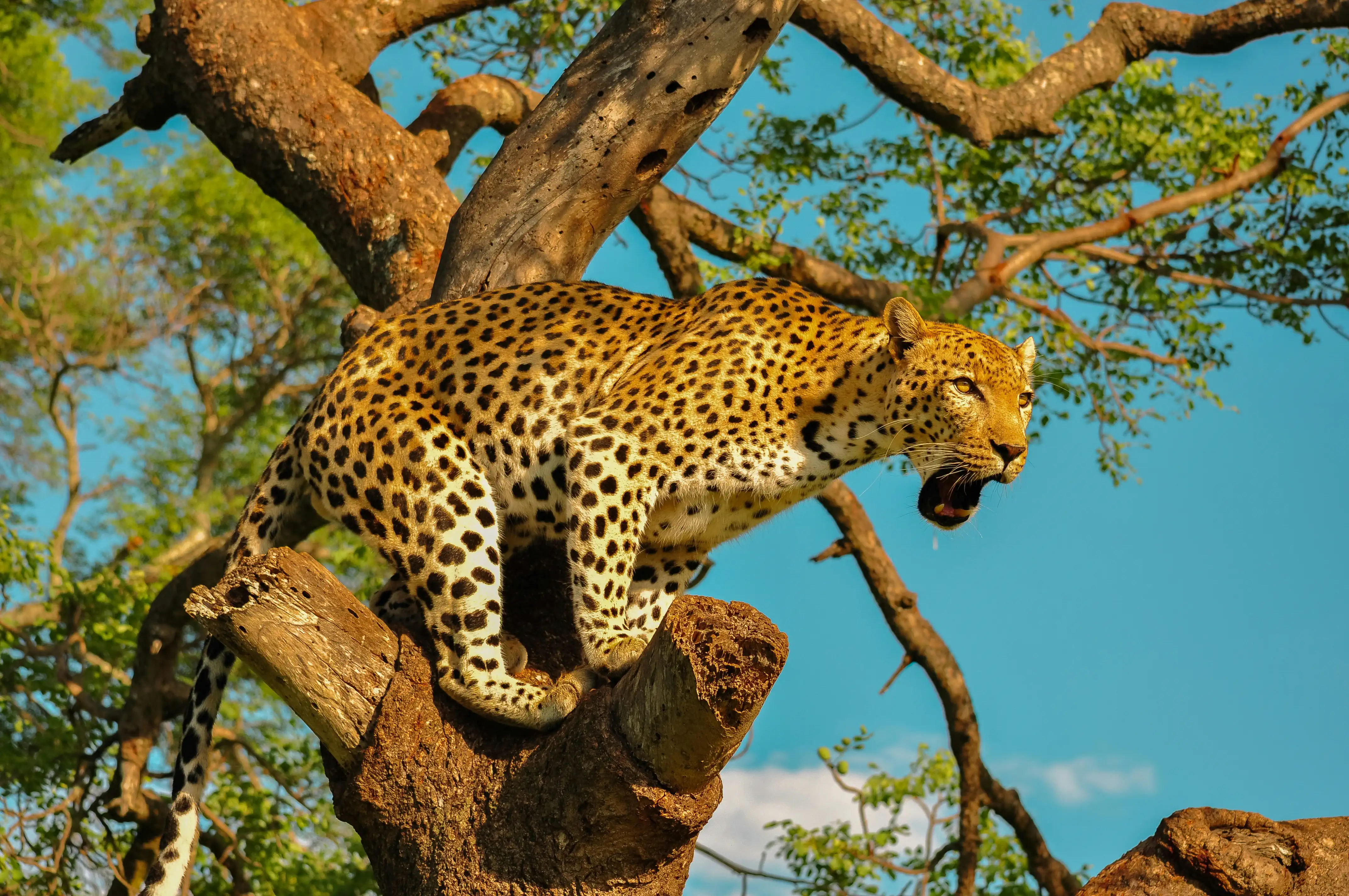 5 Day Serengeti Safari