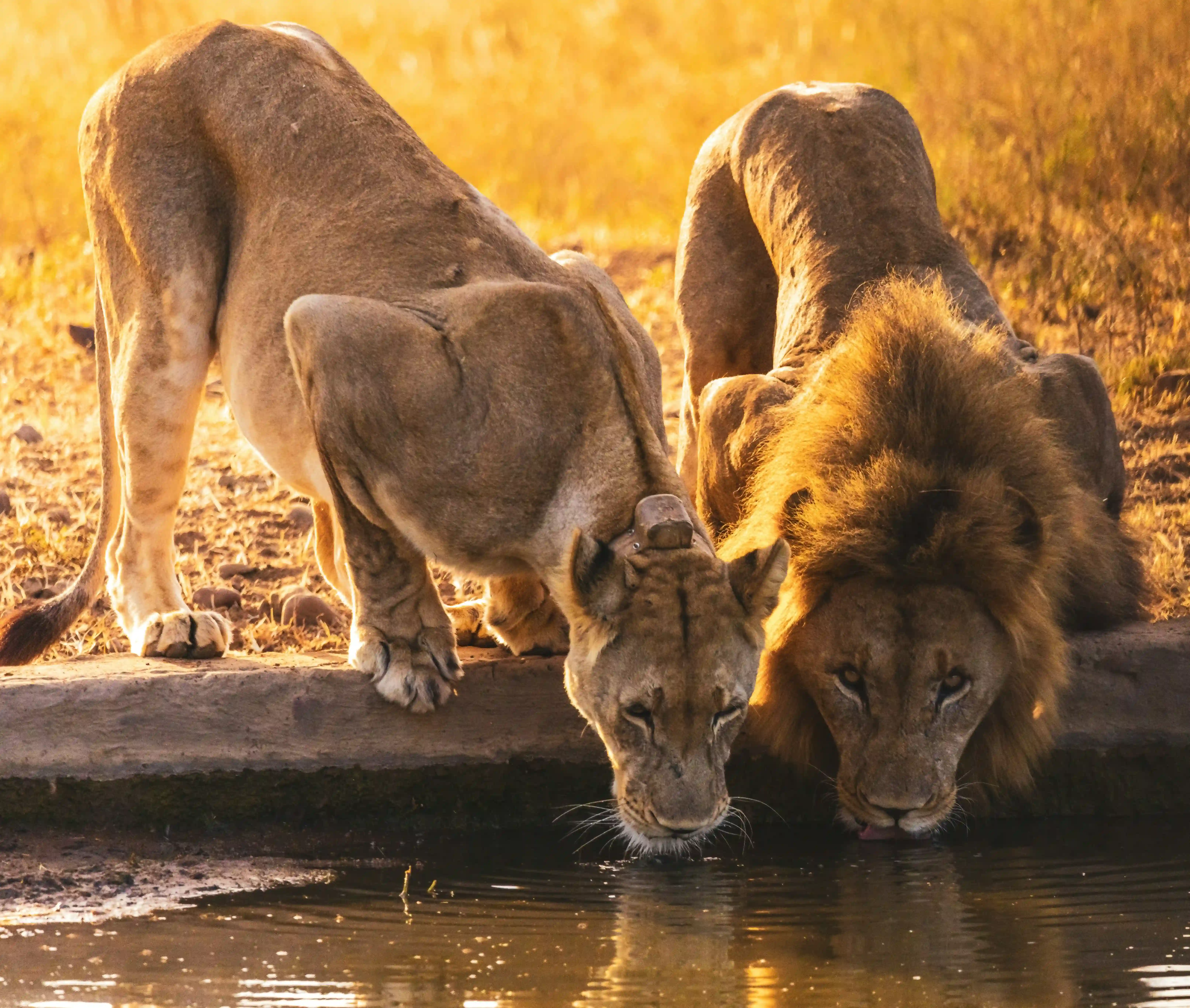 11 Days Safari + Zanzibar