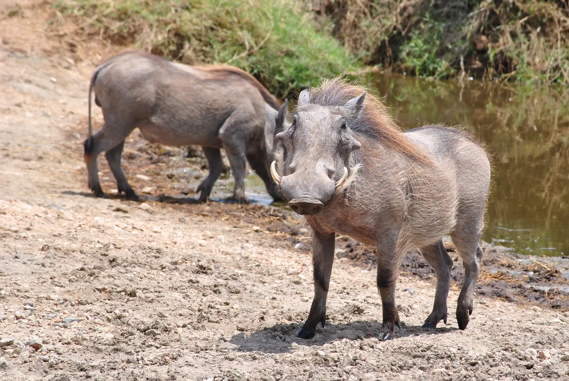 Southern Parks Safari