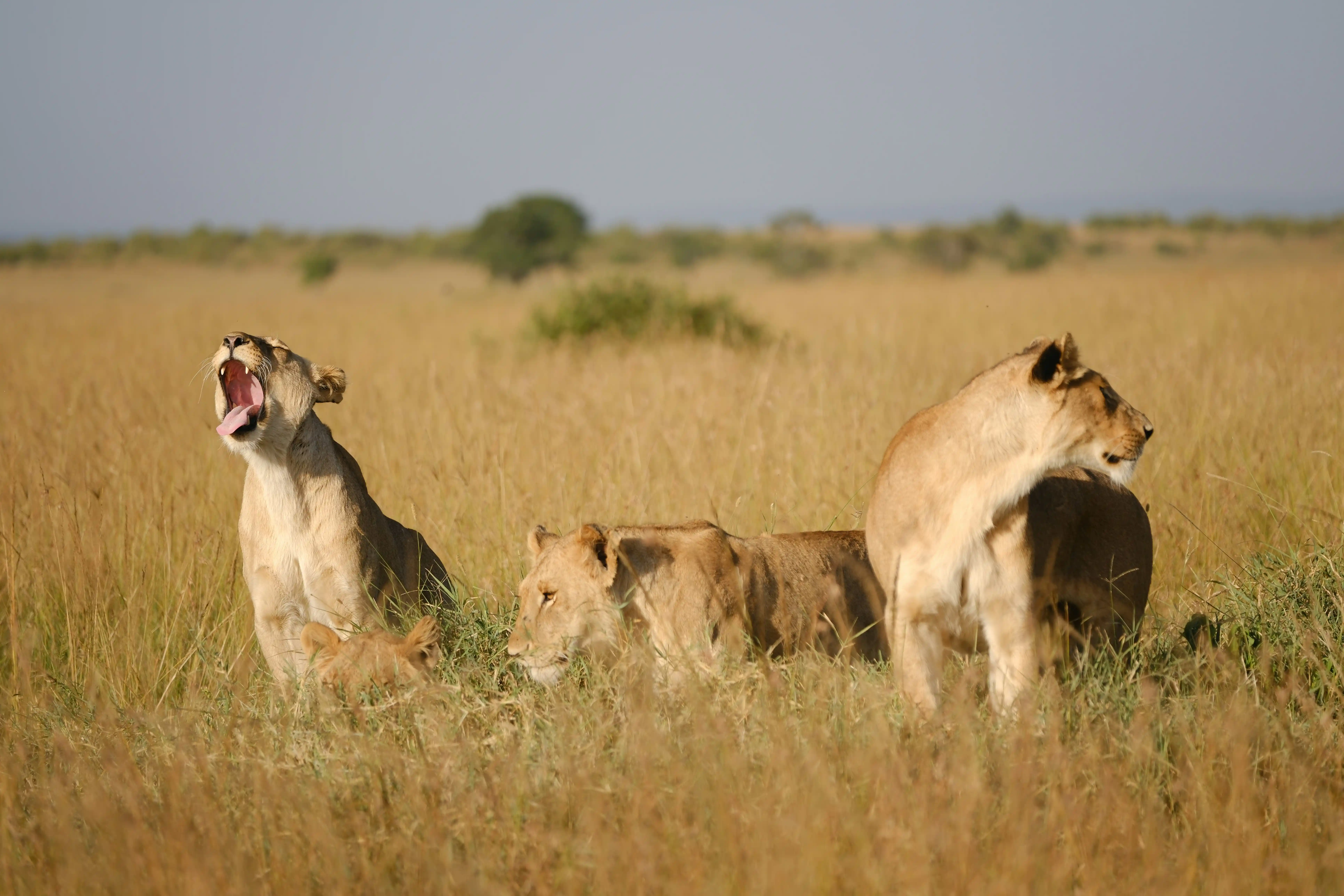 Big5 Family Safari